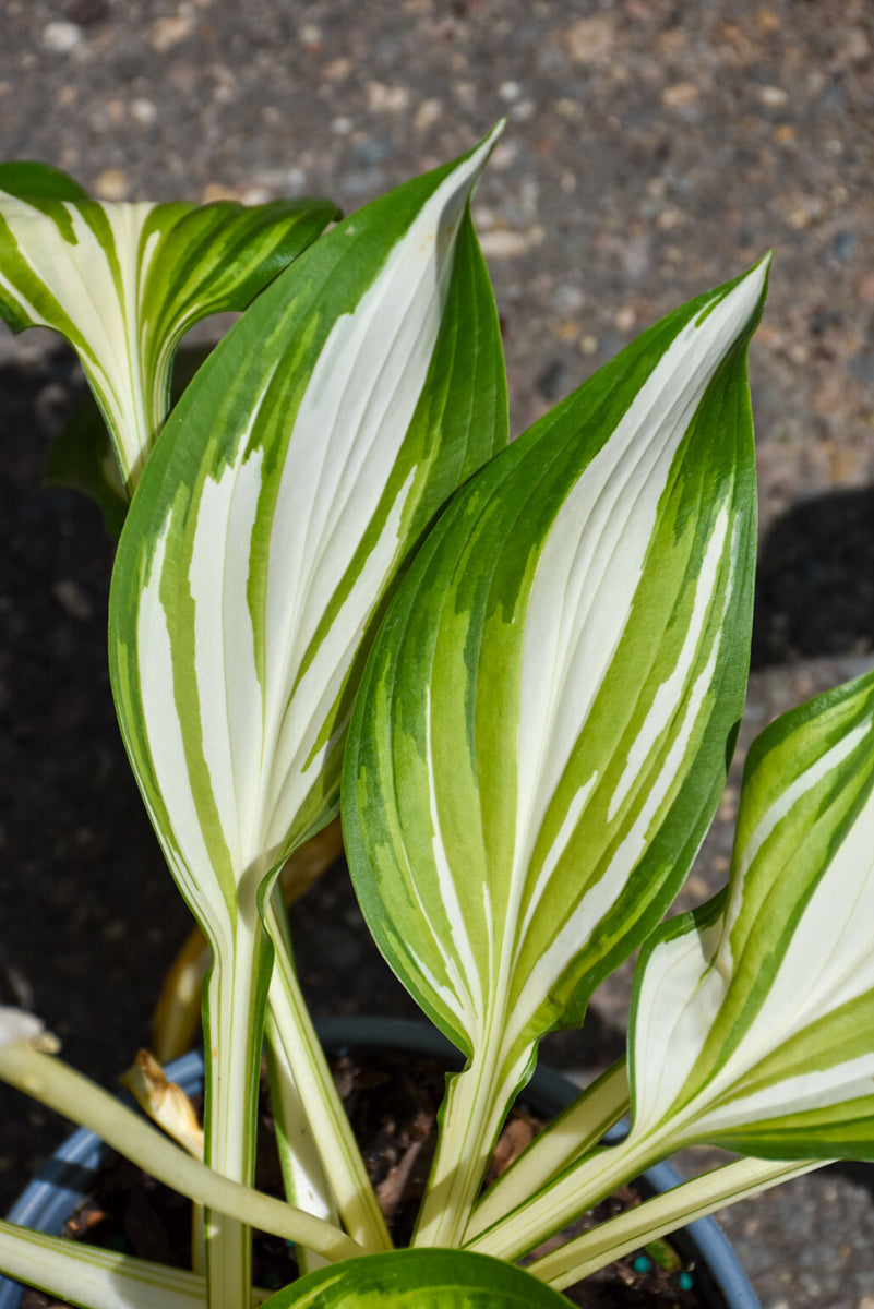 Hosta, Cool As Cucumber