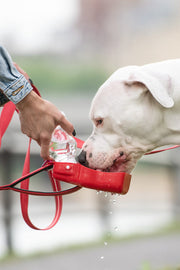 WATER BOTTLE, RED DOG