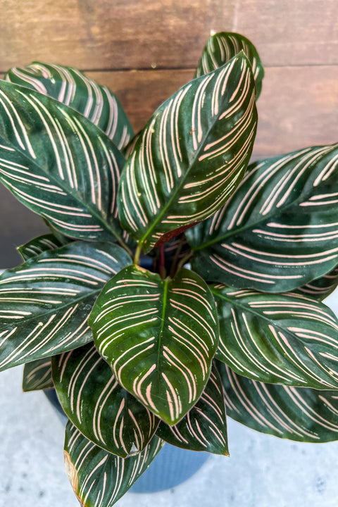 Calathea, Ornata 6"