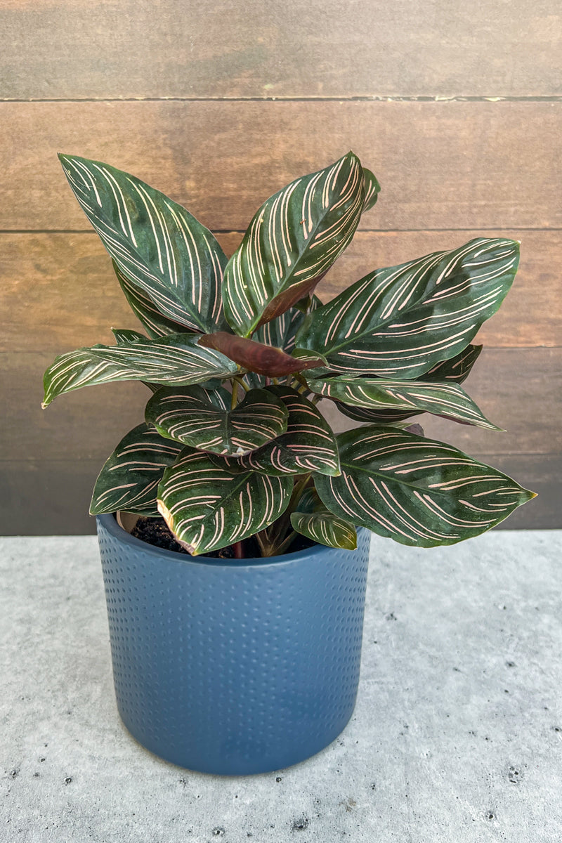 Calathea, Ornata 6"