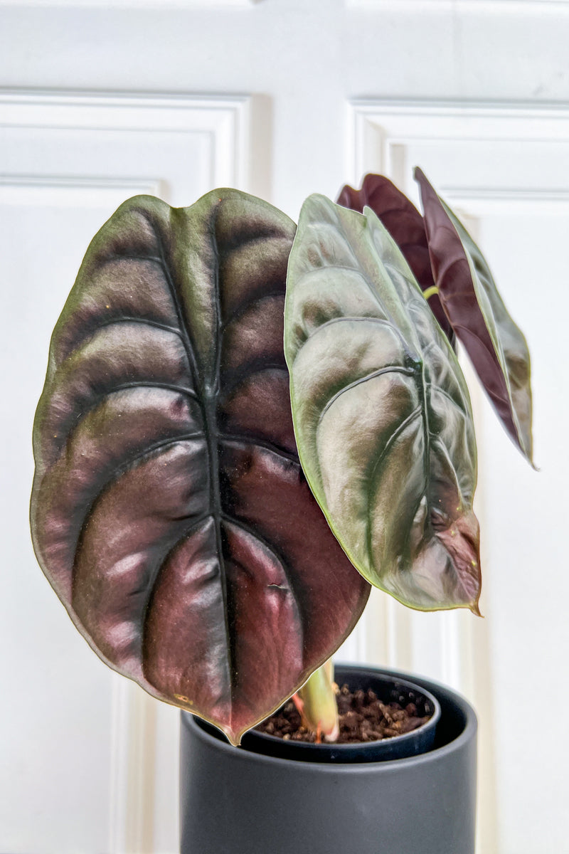 Alocasia, Red Secret 12cm