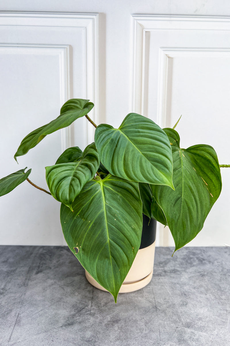 Philodendron, Fuzzy Petiole 12Cm