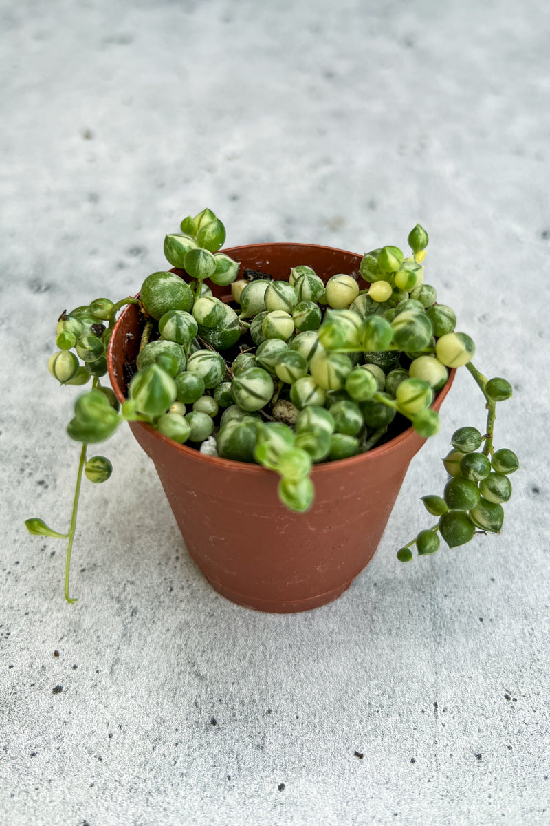 Succulent, String of Pearls Variegated 2"