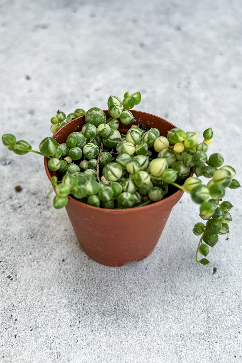 Succulent, String of Pearls Variegated 2"