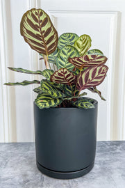 Calathea, Makoyana 4"