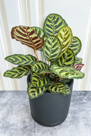 Calathea, Makoyana 4"