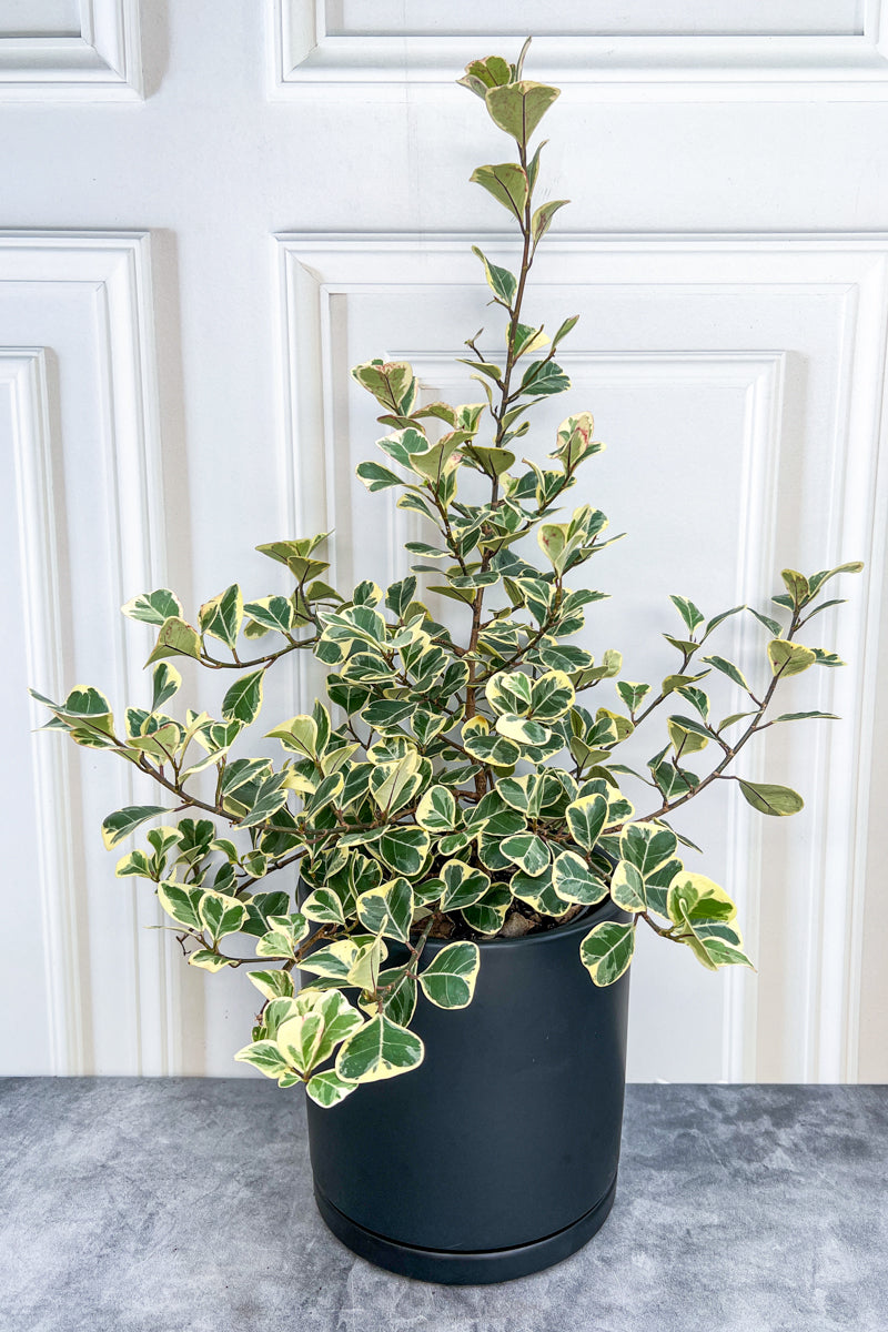 Ficus, Triangularis Variegated 8"