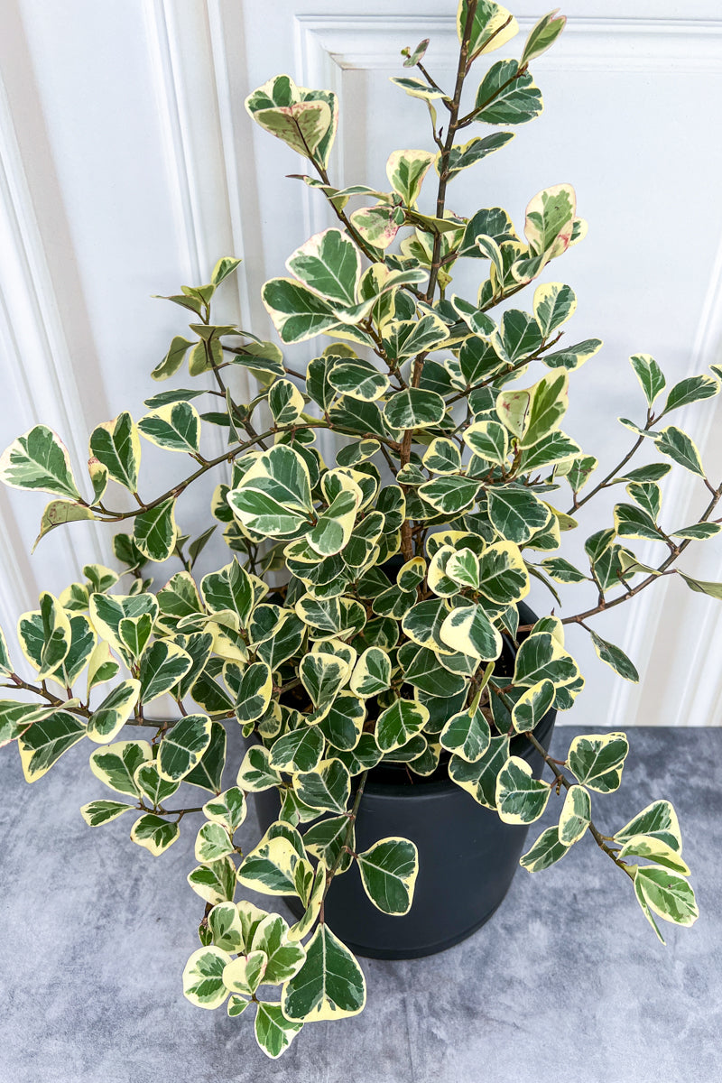 Ficus, Triangularis Variegated 8"