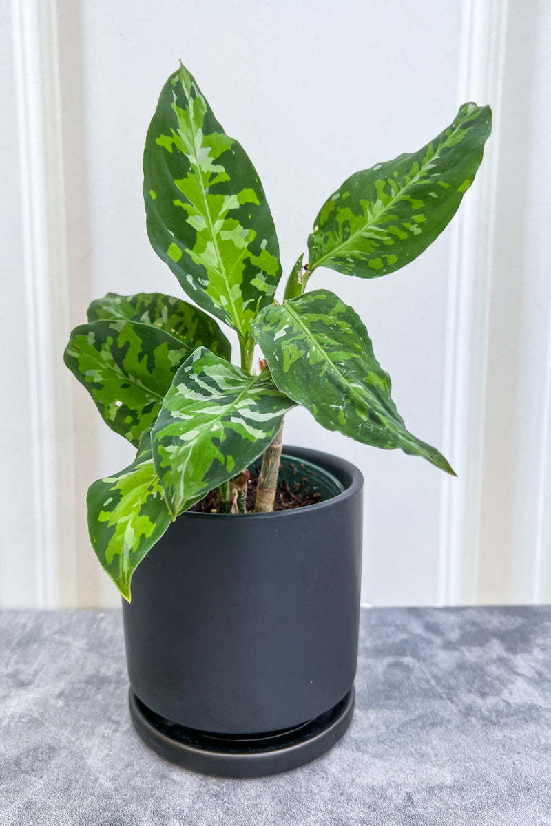 Chinese Evergreen, Camouflage 4"