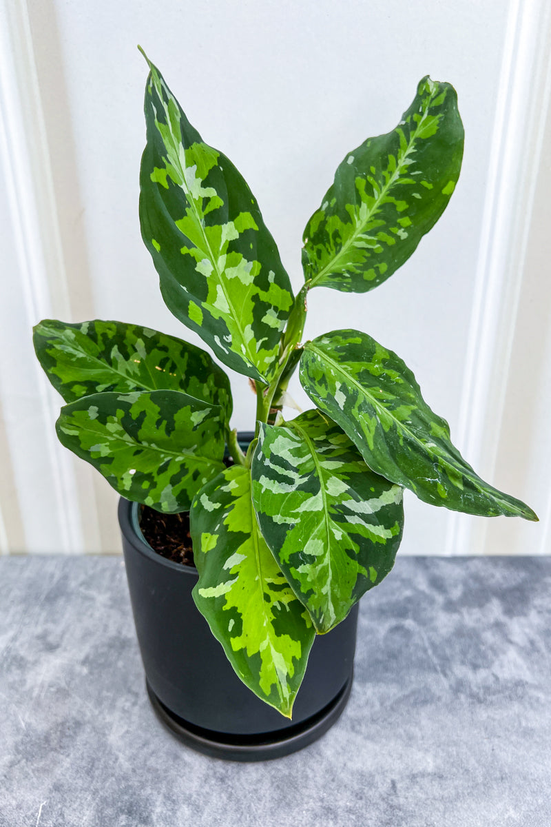 Chinese Evergreen, Camouflage 4"