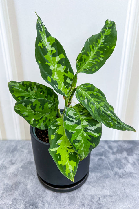 Chinese Evergreen, Camouflage
