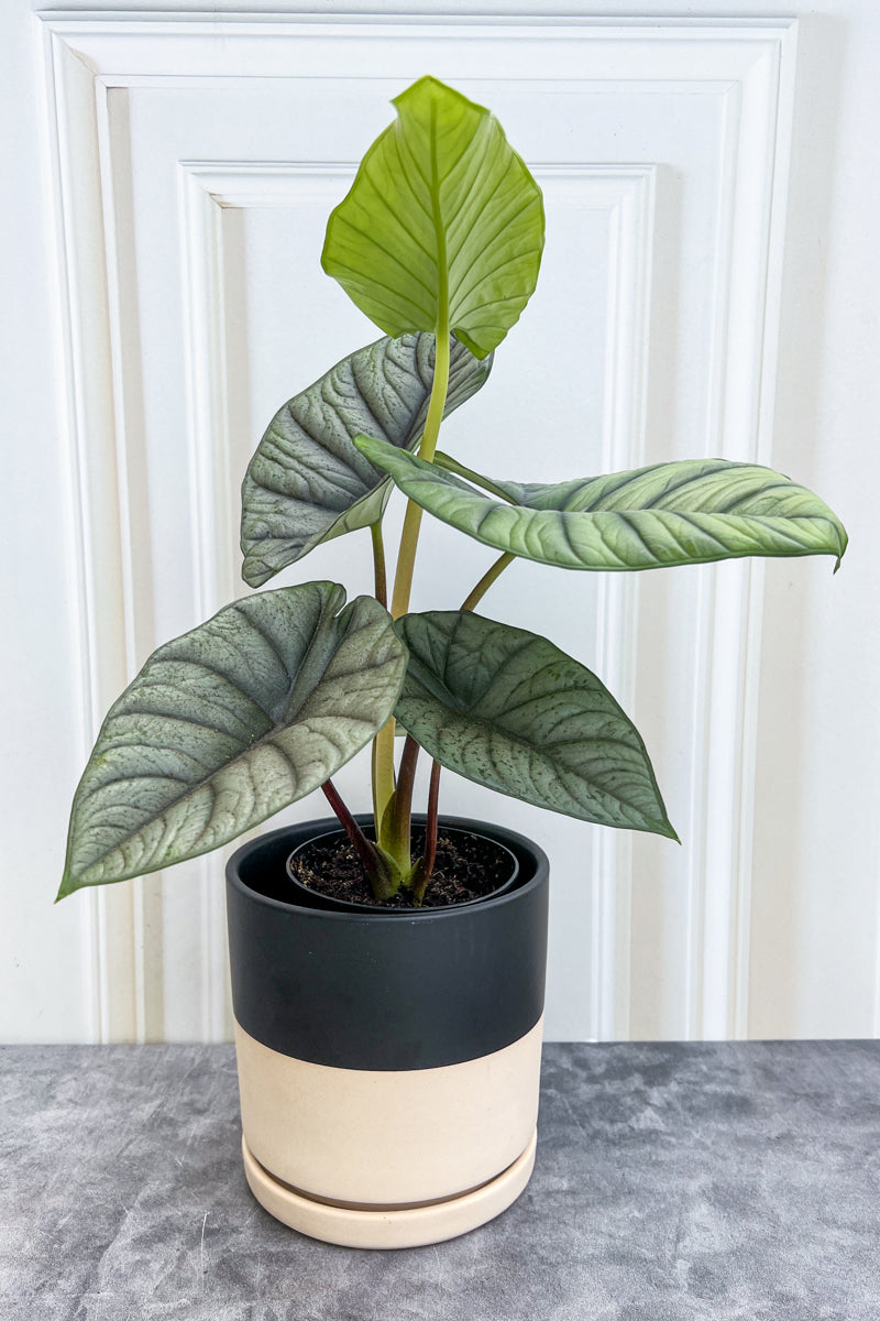 Alocasia Reginae 12Cm