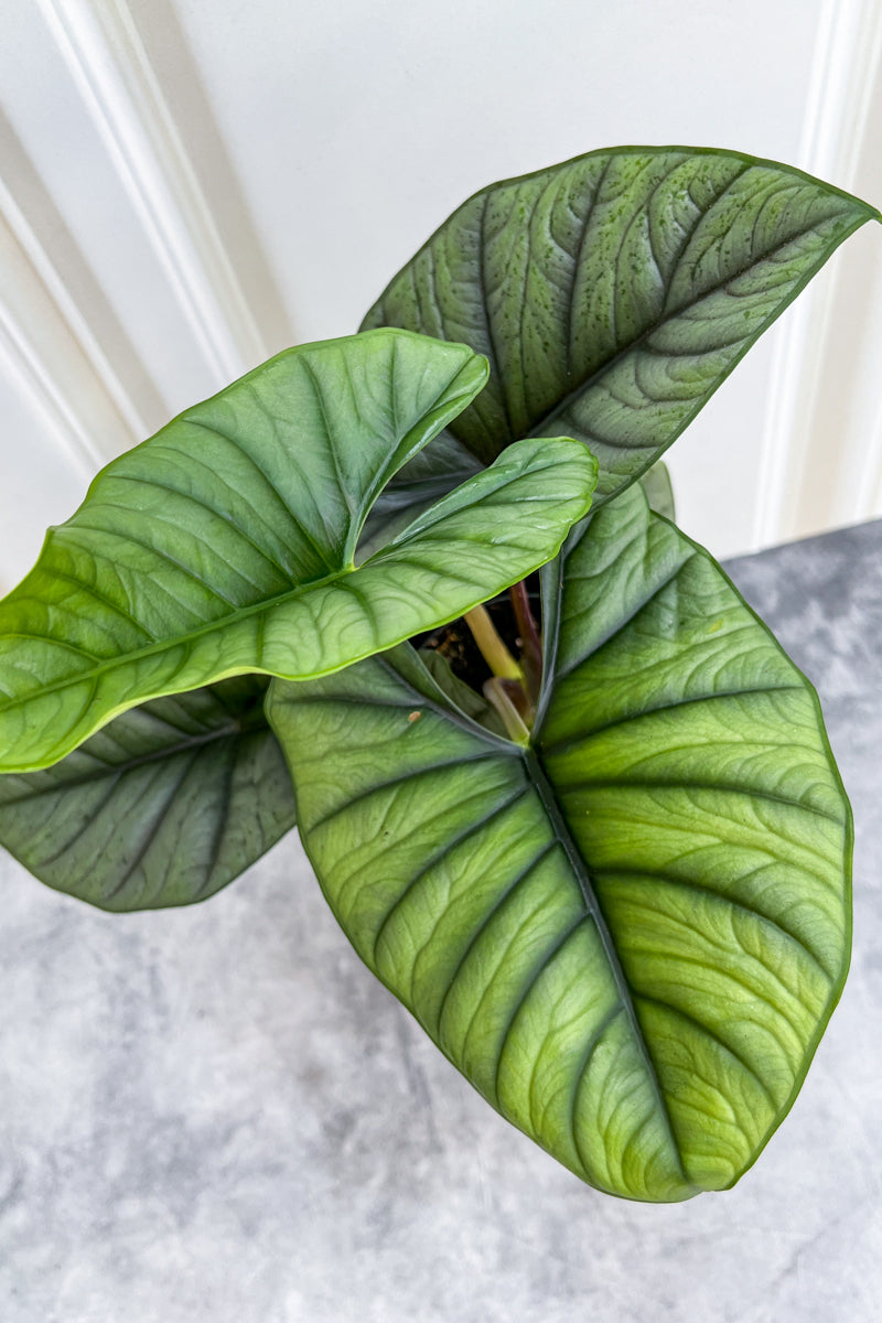 Alocasia Reginae 12Cm