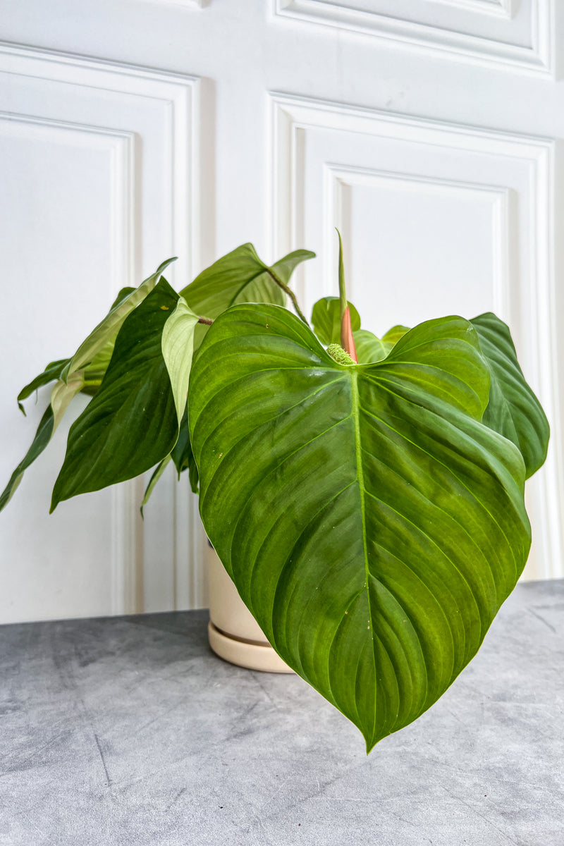 Philodendron, Fuzzy Petiole 12Cm