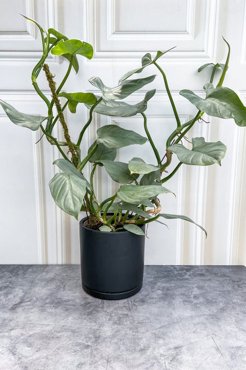 Philodendron, Silver Sword 8"
