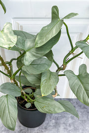 Philodendron Silver Sword 17Cm