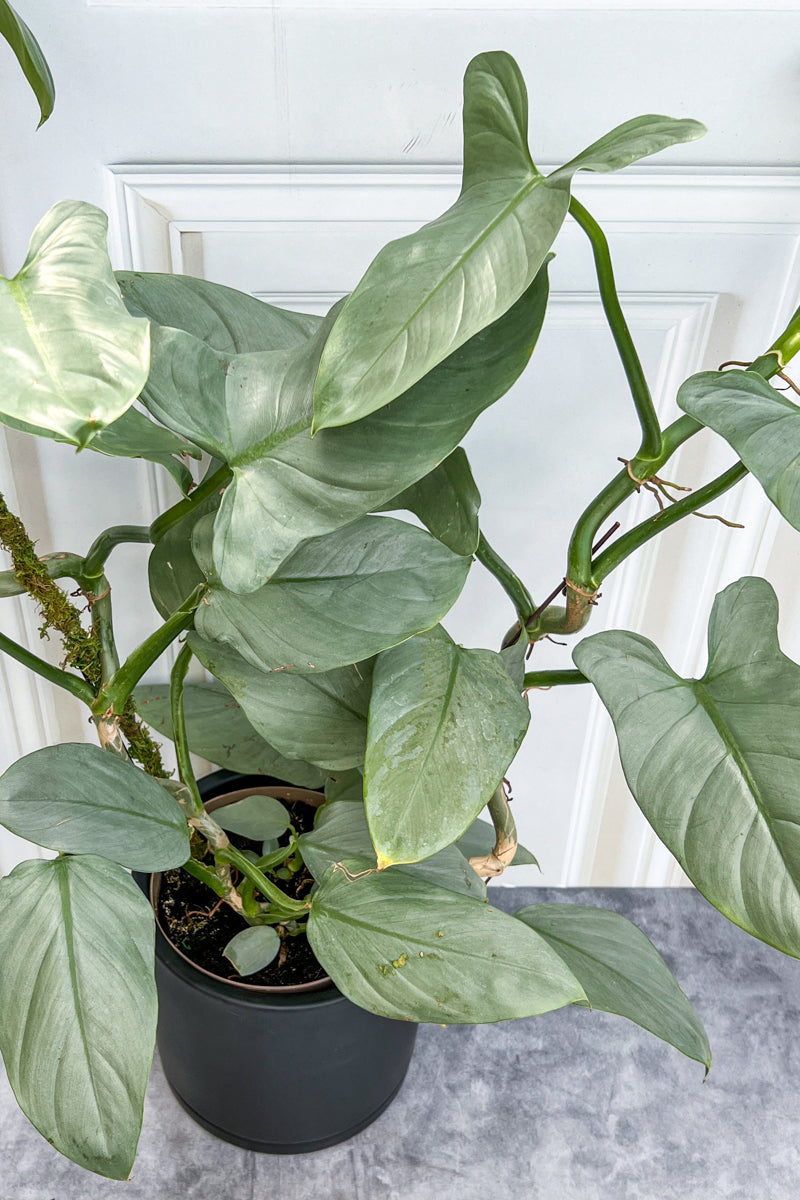 Philodendron, Silver Sword 8"