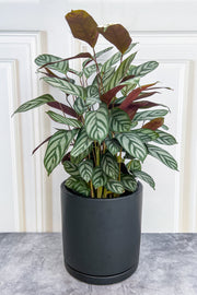 Calathea, Setosa 10"