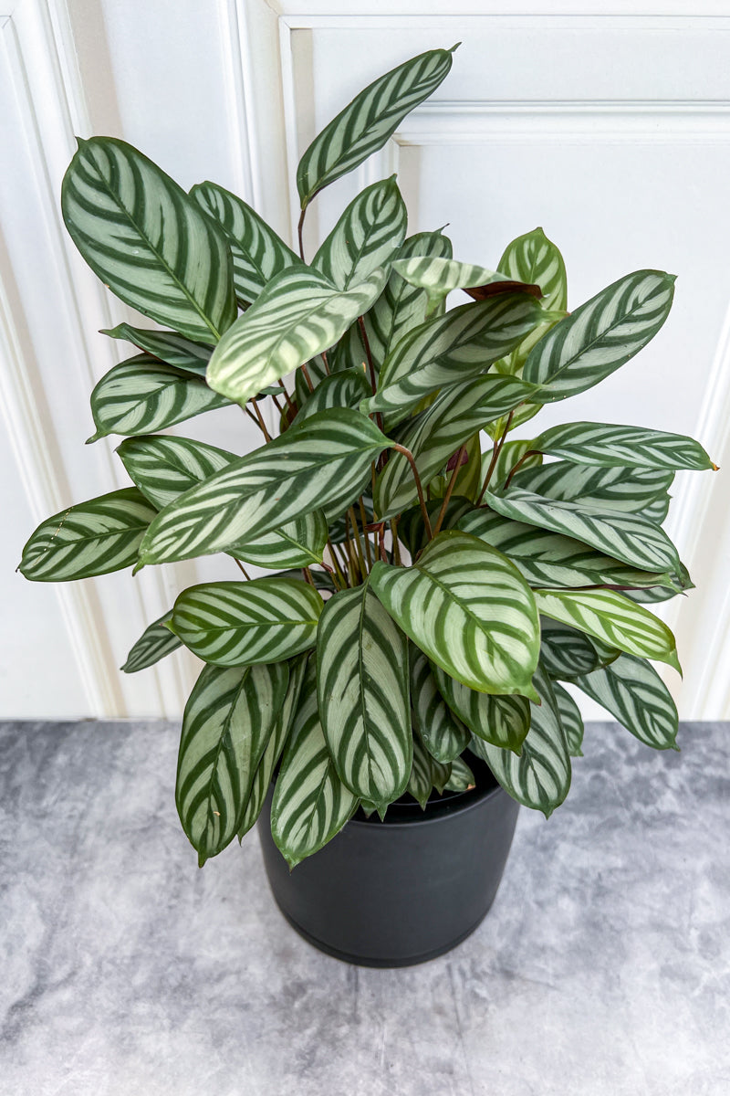 Calathea, Setosa 10"