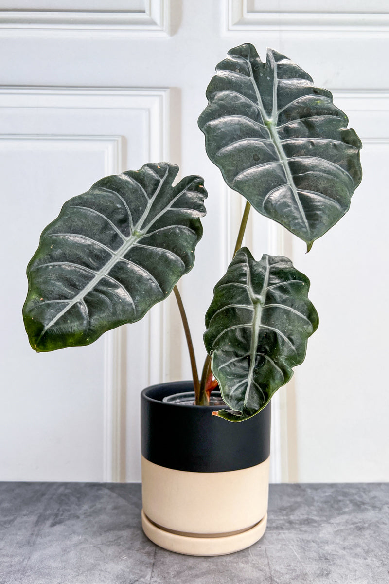 Alocasia, Chantrieri  4"