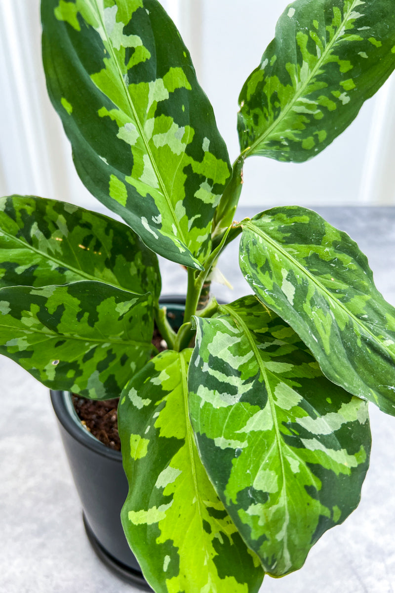 Chinese Evergreen, Camouflage 4"