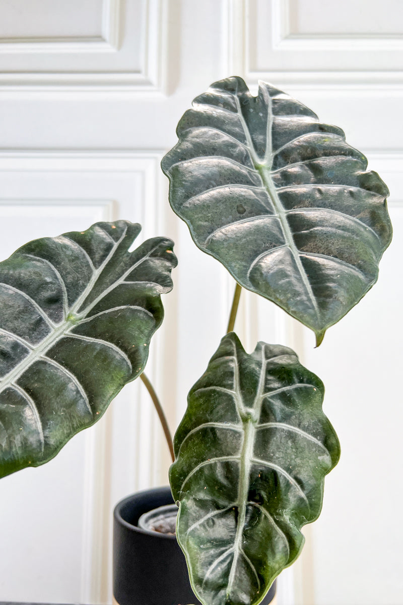 Alocasia, Chantrieri  4"