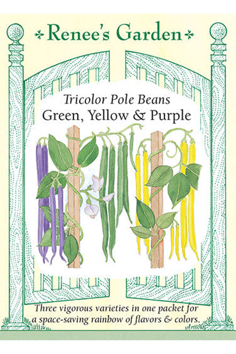 Renee's Garden Tricolor Pole Beans Green, Yellow & Purple Seeds