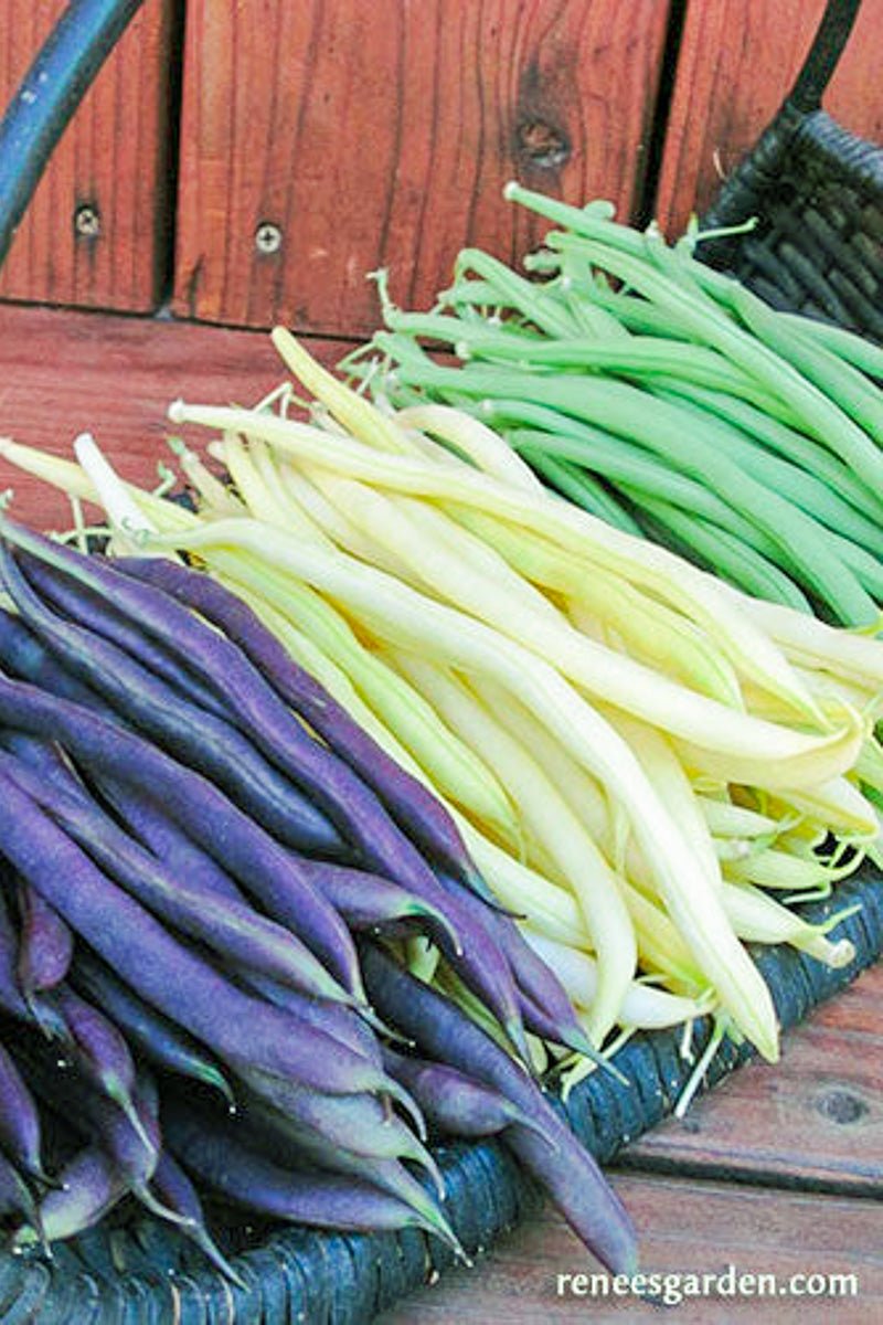 Renee's Garden Tricolor Pole Beans Green, Yellow & Purple Seeds