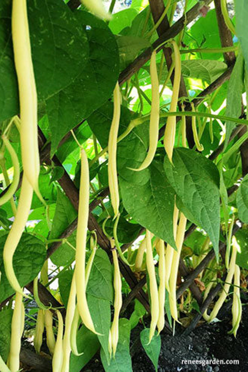 Renee's Garden Pole Filet Beans French Gold Seeds