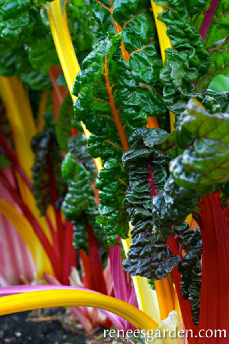 Renee's Garden Rainbow Chard Bright Lights Seeds