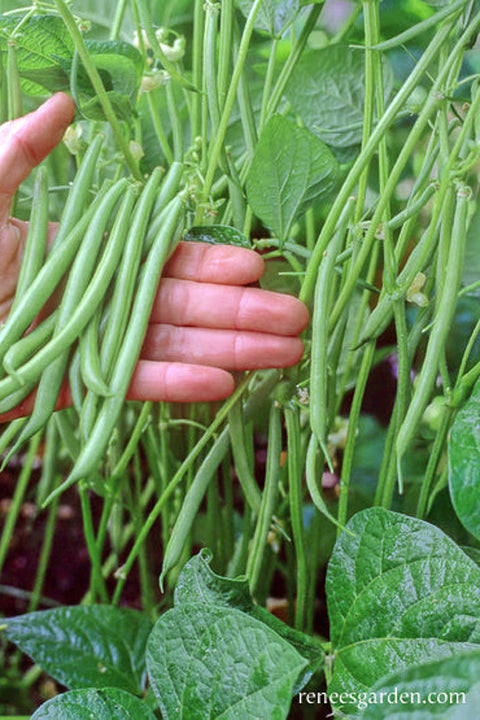 SEED, RENEE'S BEAN BUSH ROLAND