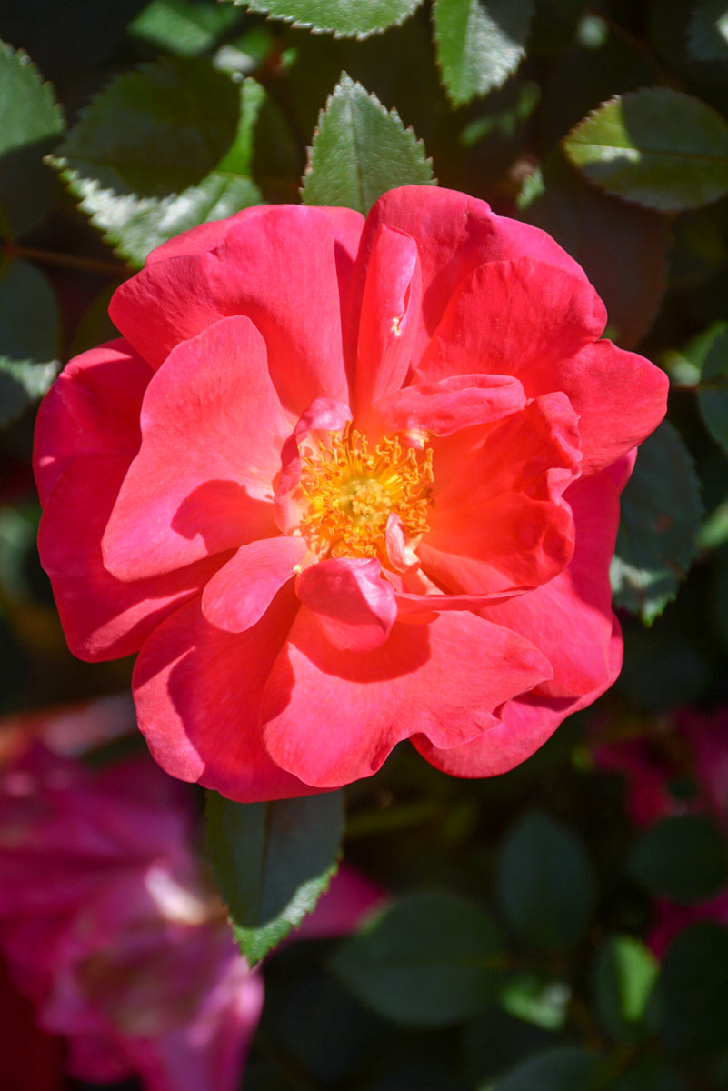 Rose, Highwire Flyer