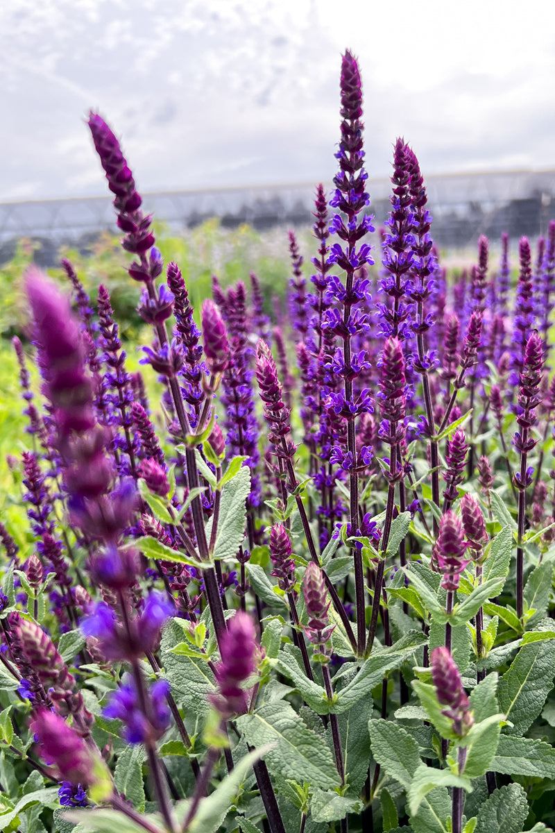 Salvia, Caradonna