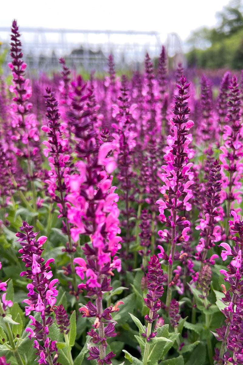 Salvia, Rose Marvel