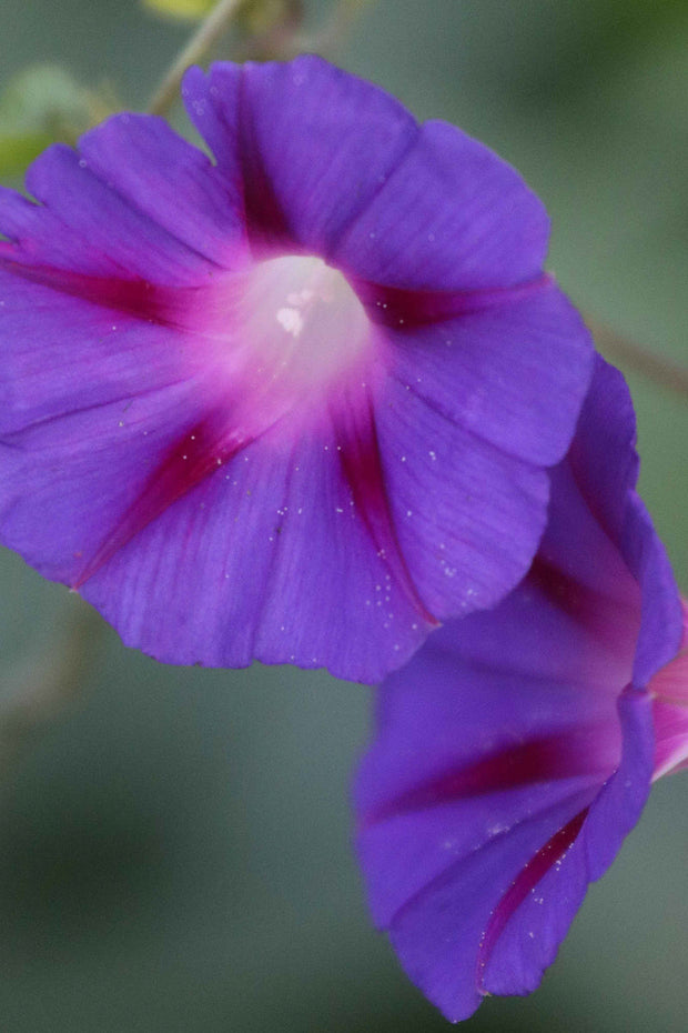 Seed Savers Grandpa Ott's Morning Glory