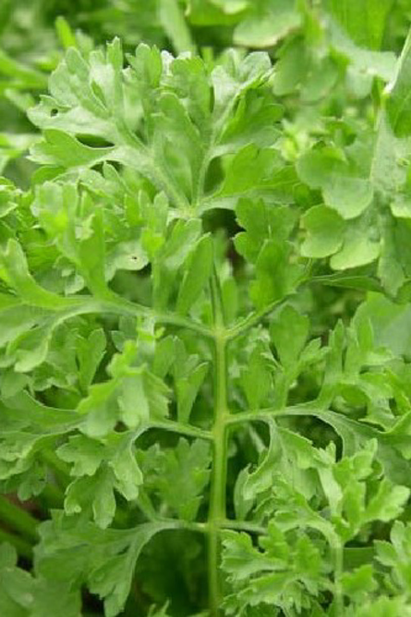 Seed Savers Garden Cress