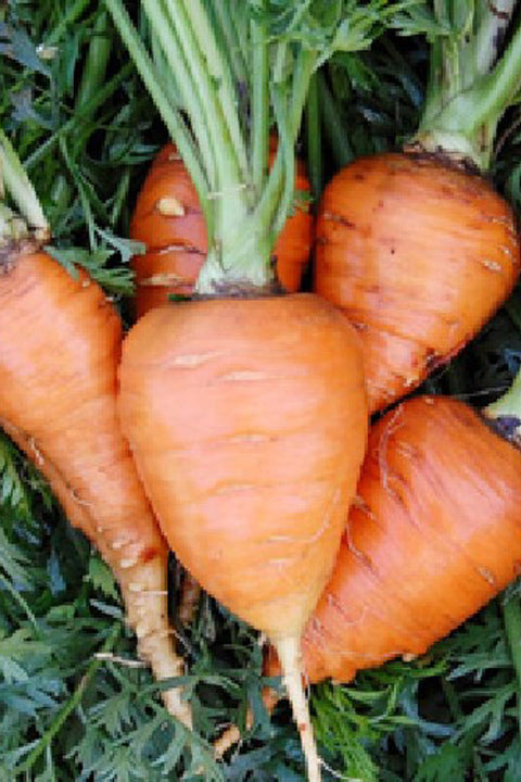 SEED, CARROT PARIS MARKET