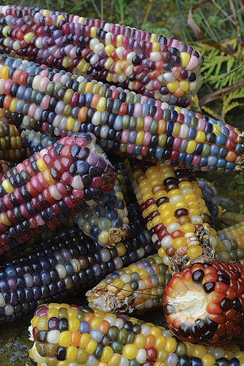 Seed Savers Glass Gem Organic Corn