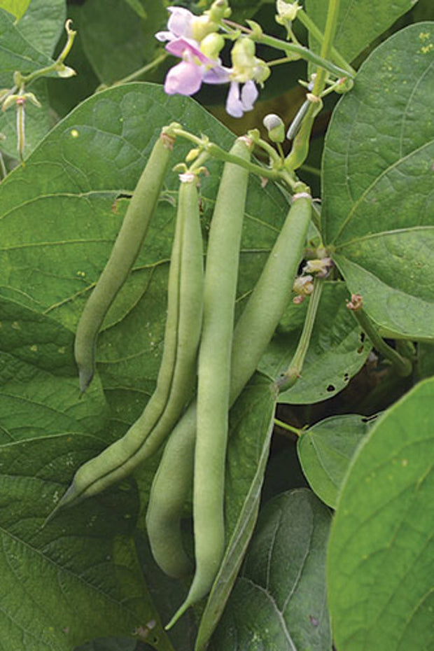 Seed Savers Provider Bean