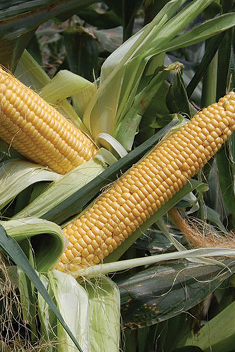 Seed Savers Golden Bantam Improved Organic Corn