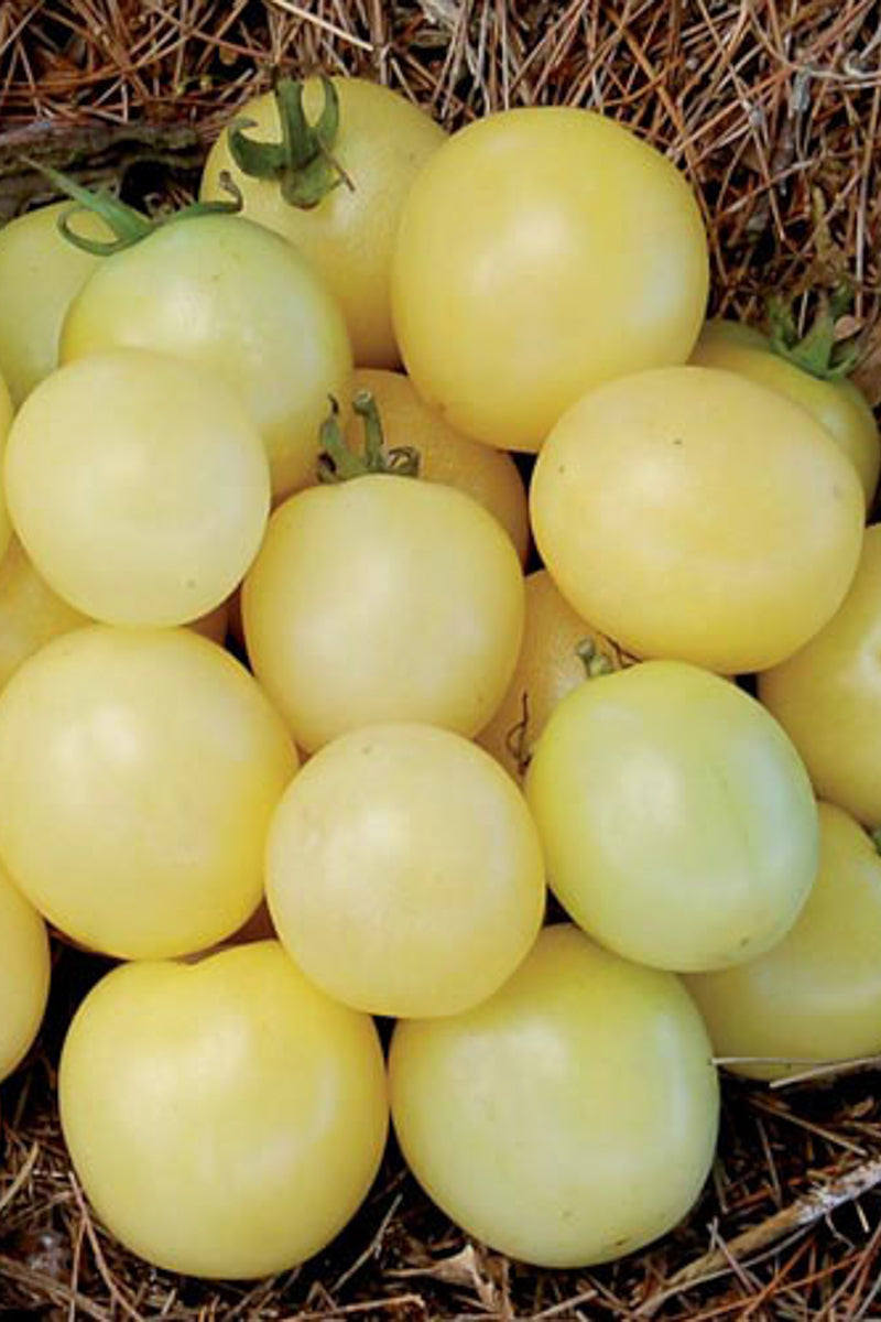 Seed Savers White Cherry Organic Tomato