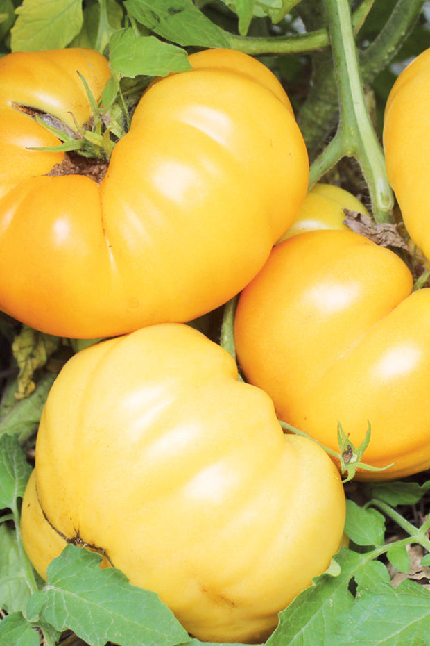 Seed Savers Dr. Wyche's Yellow Tomato