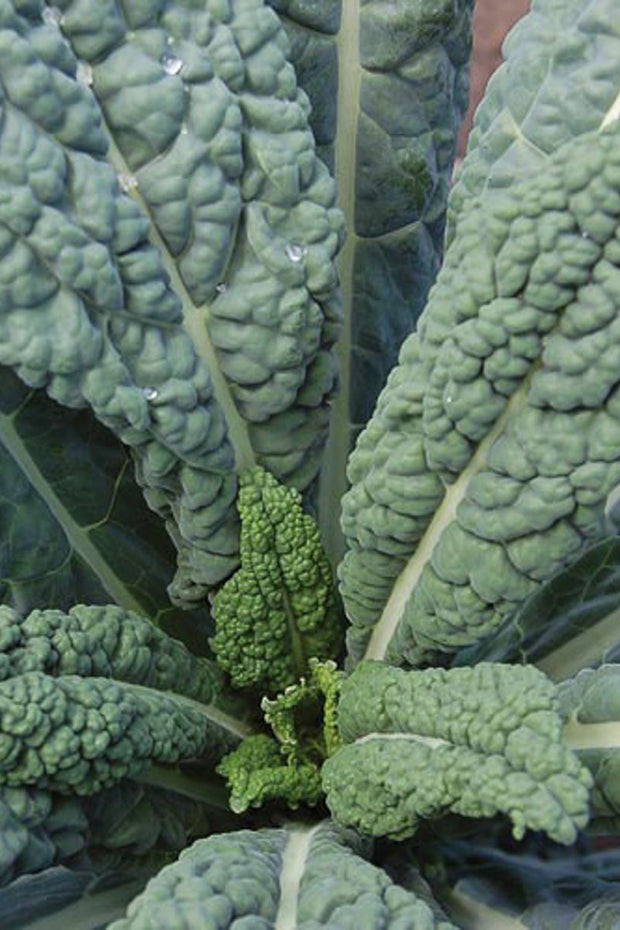 Seed Savers Lacinato Kale