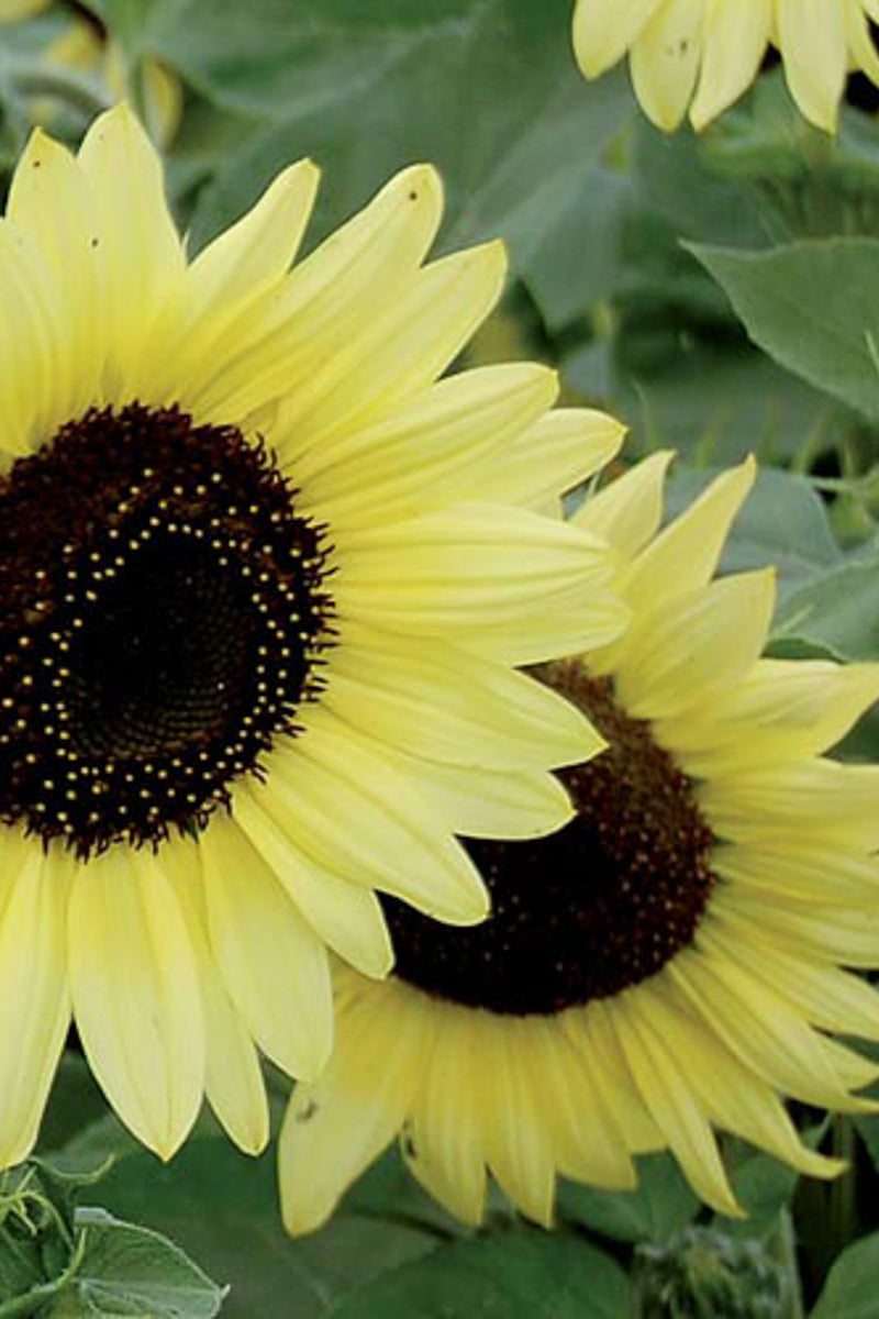 Seed Savers Valentine Organic Sunflower