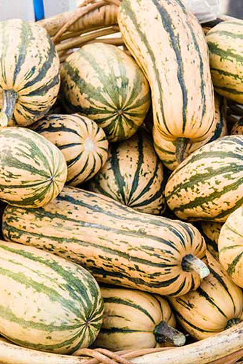 Seed Savers Honey Boat Delicata Squash