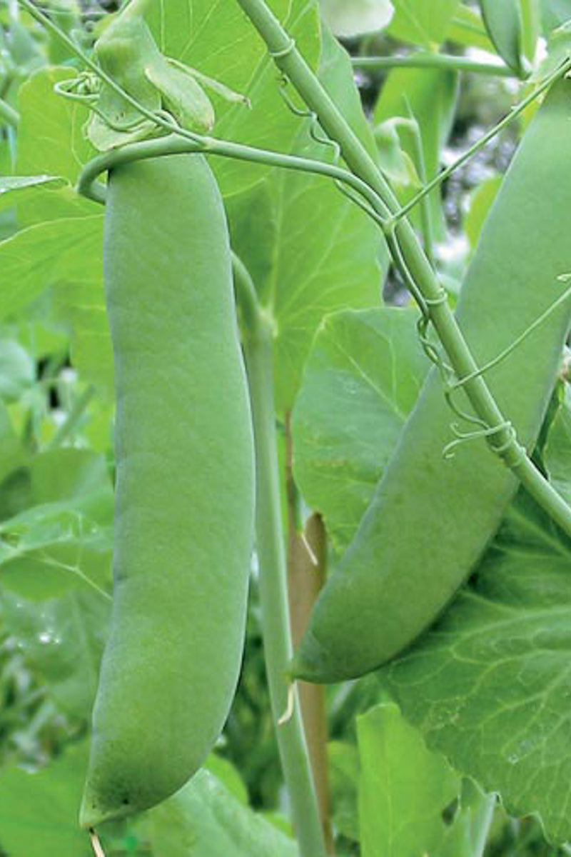 Seed Savers Champion of England Pea