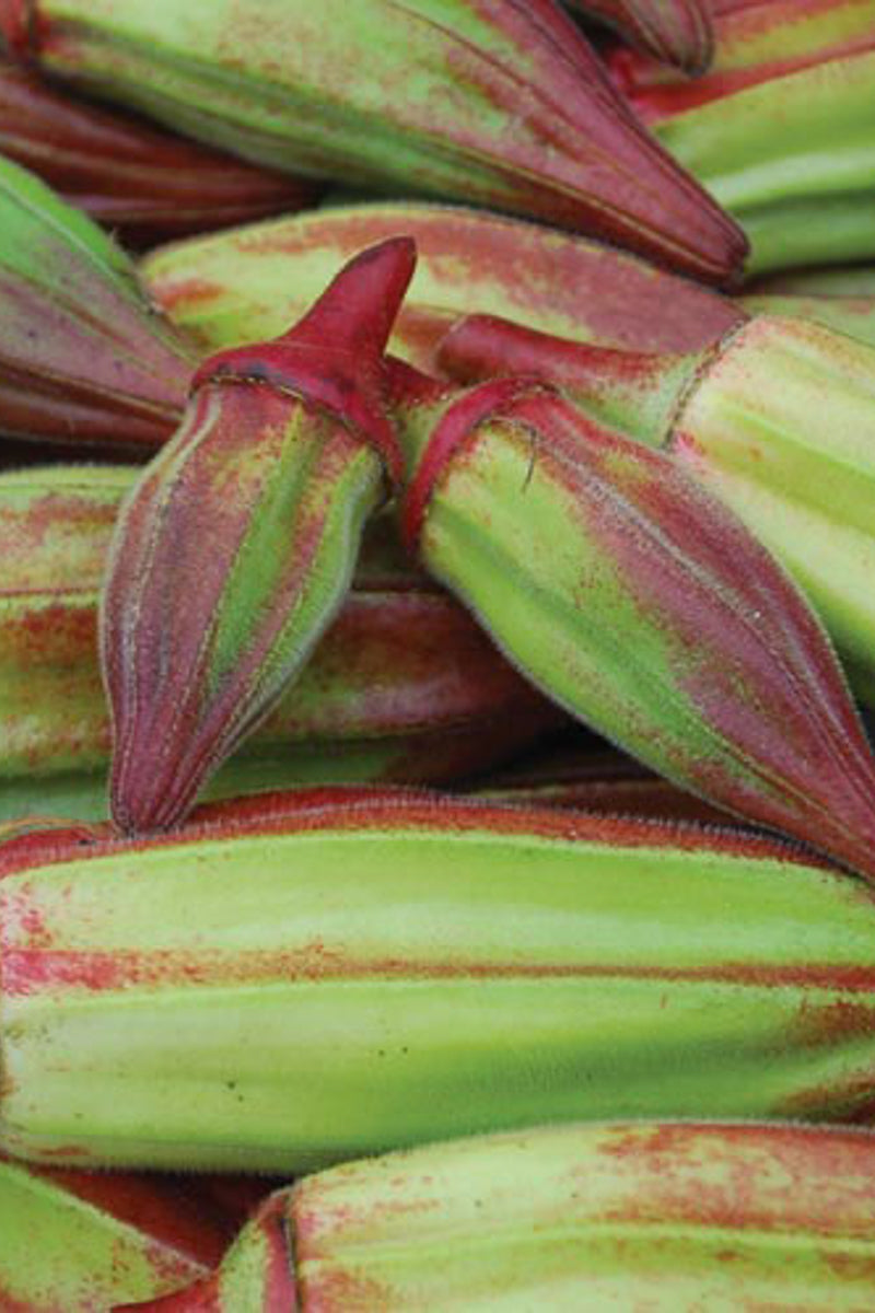 Seed Savers Hill Country Red Okra