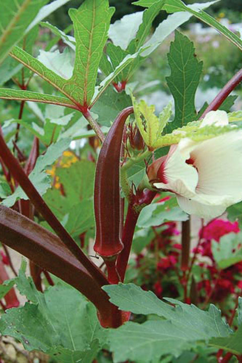 SEED, OKRA RED BURGUNDY ORGANI