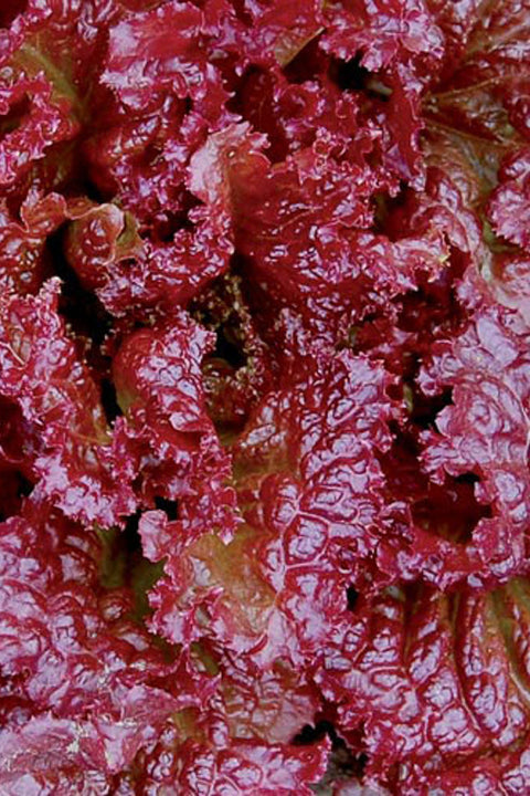 SEED, LETTUCE RED VELVET ORGAN