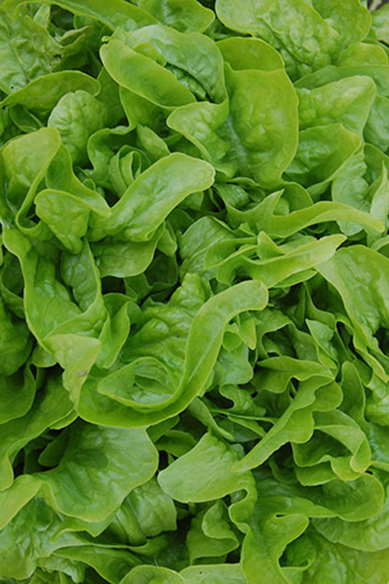 Seed Savers Baby Oakleaf Lettuce